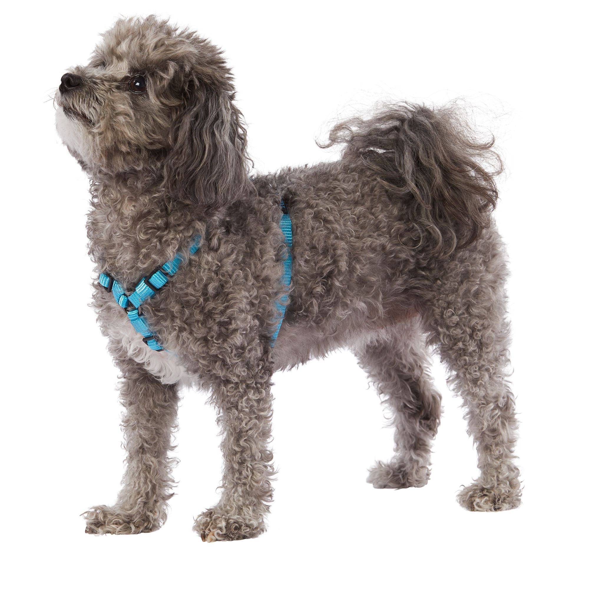 Petsmart top paw sales harness