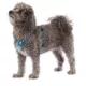 Product Top Paw® Gunmetal Adjustable Dog Harness