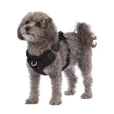 Top Paw Neoprene Comfort Dog Harness in Black Size 2XS PetSmart