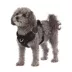 Top Paw® Neoprene Dog Harness, Adjustable, Durable, Comfortable, Multiple Sizes & Colors image thumbnail 1