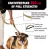 KONG® Shock Absorbing, Hands-Free, Dog Leash, 6-ft long image thumbnail 3