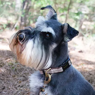 Product Pendleton Westerley Dog Collar