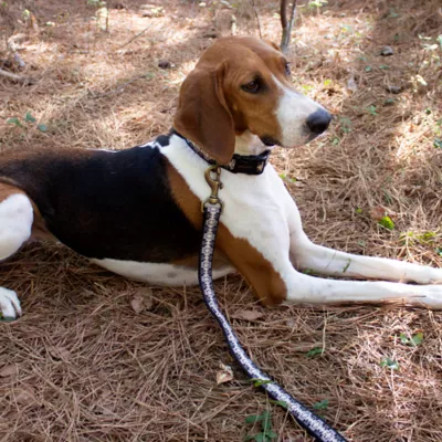Product Pendleton Harding Dog Leash; 6-ft long, 1-in wide