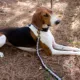 Product Pendleton Harding Dog Leash; 6-ft long, 1-in wide