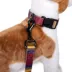 Pendleton Zion National Park Adventure Dog Collar image thumbnail 3