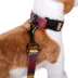 Pendleton Zion National Park Adventure Dog Leash; 6-ft long image thumbnail 4