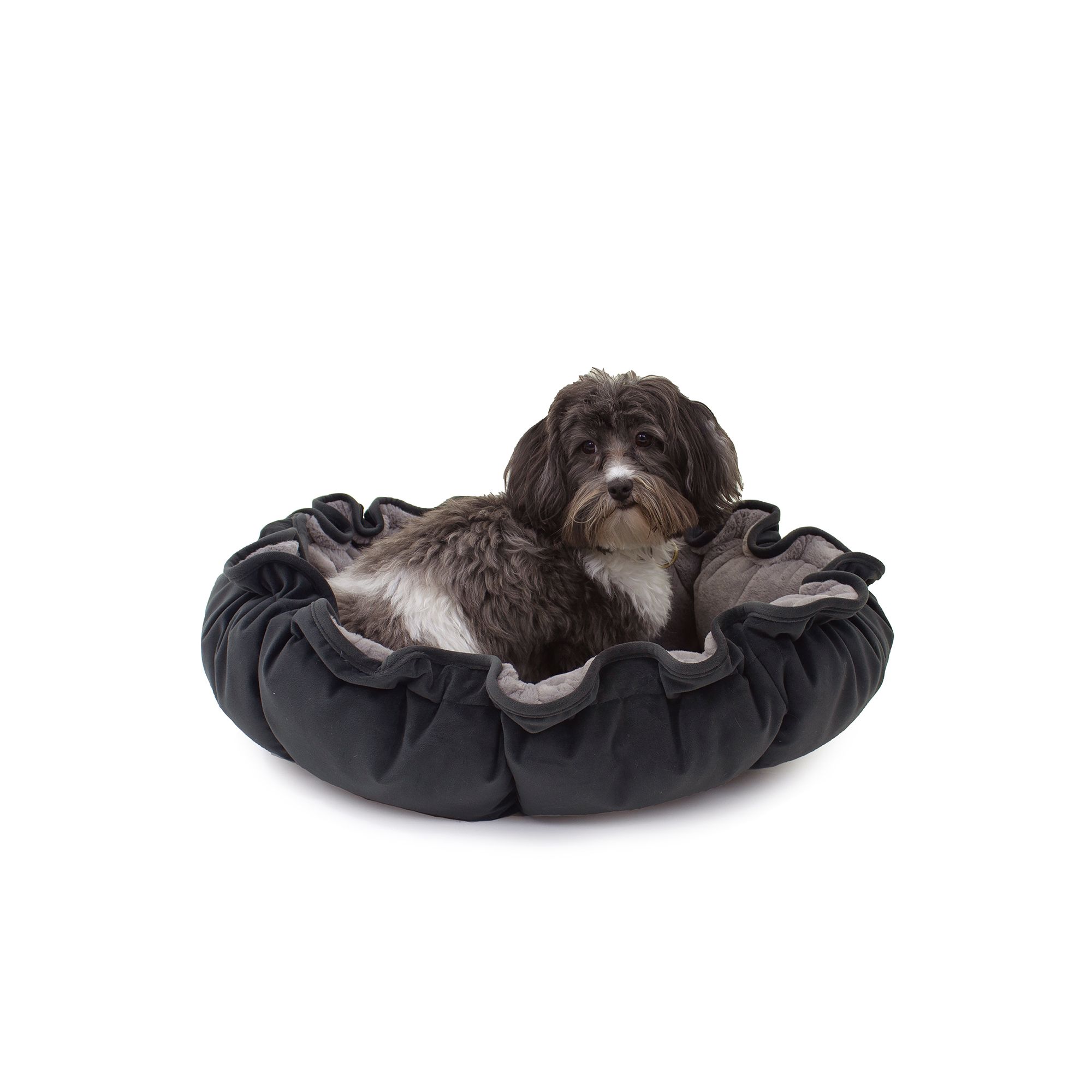 Carolina Pet Lily Pad Pet Bed dog Pillow Beds PetSmart