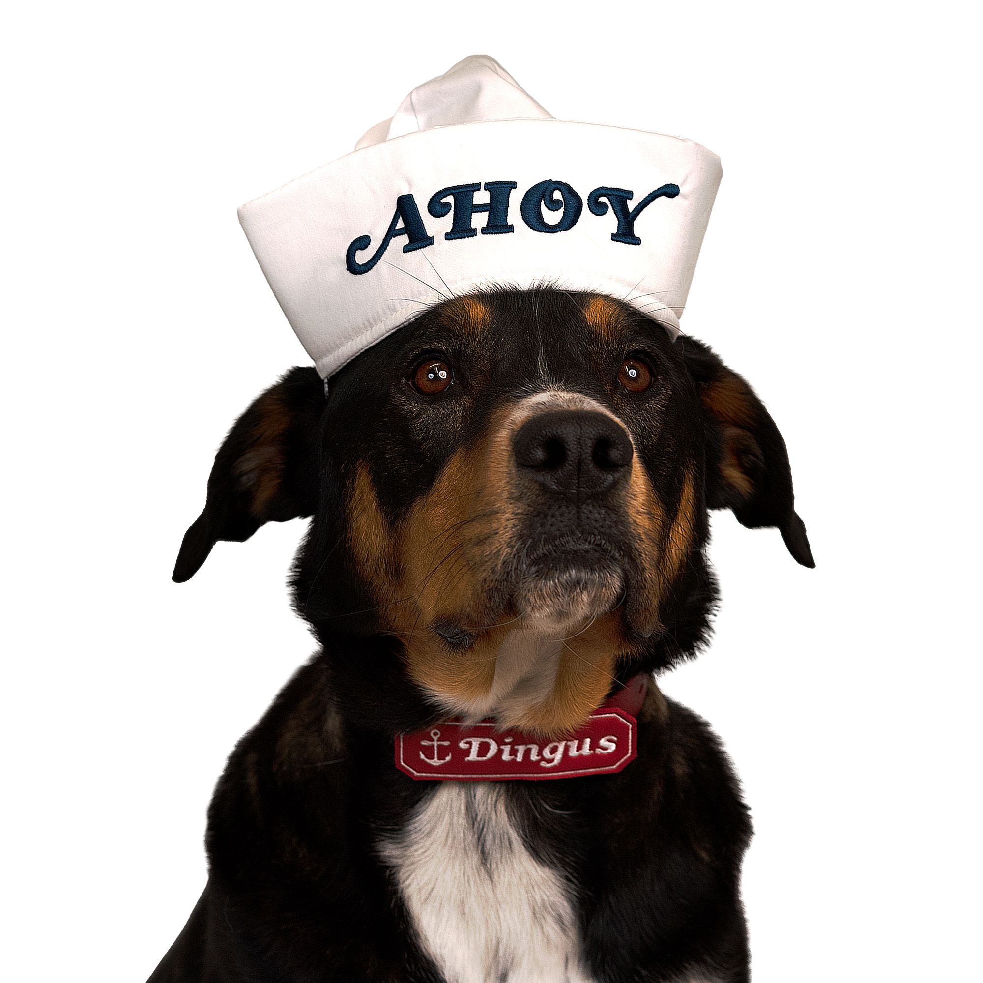 Dog Gift Basket, Crown Dog Collar Dog Adoption