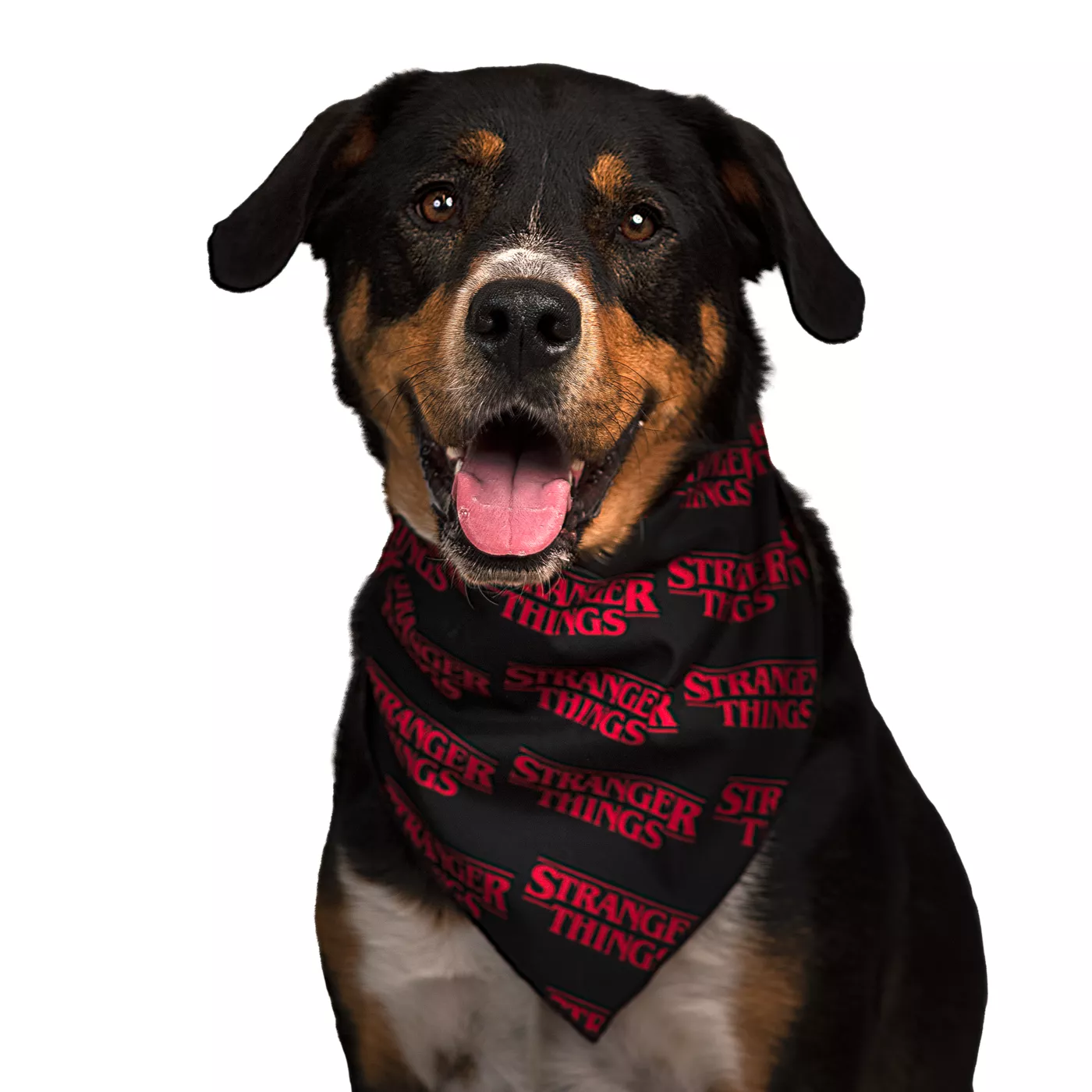 Dog bandanas petsmart hotsell