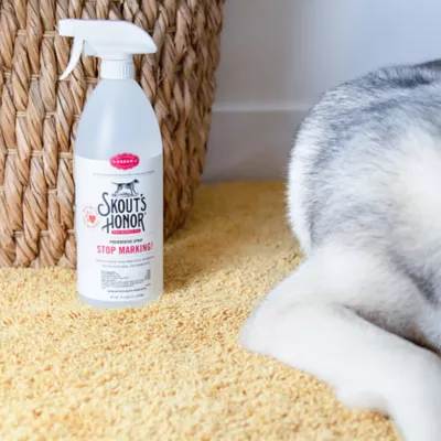 Cat urine deterrent spray best sale