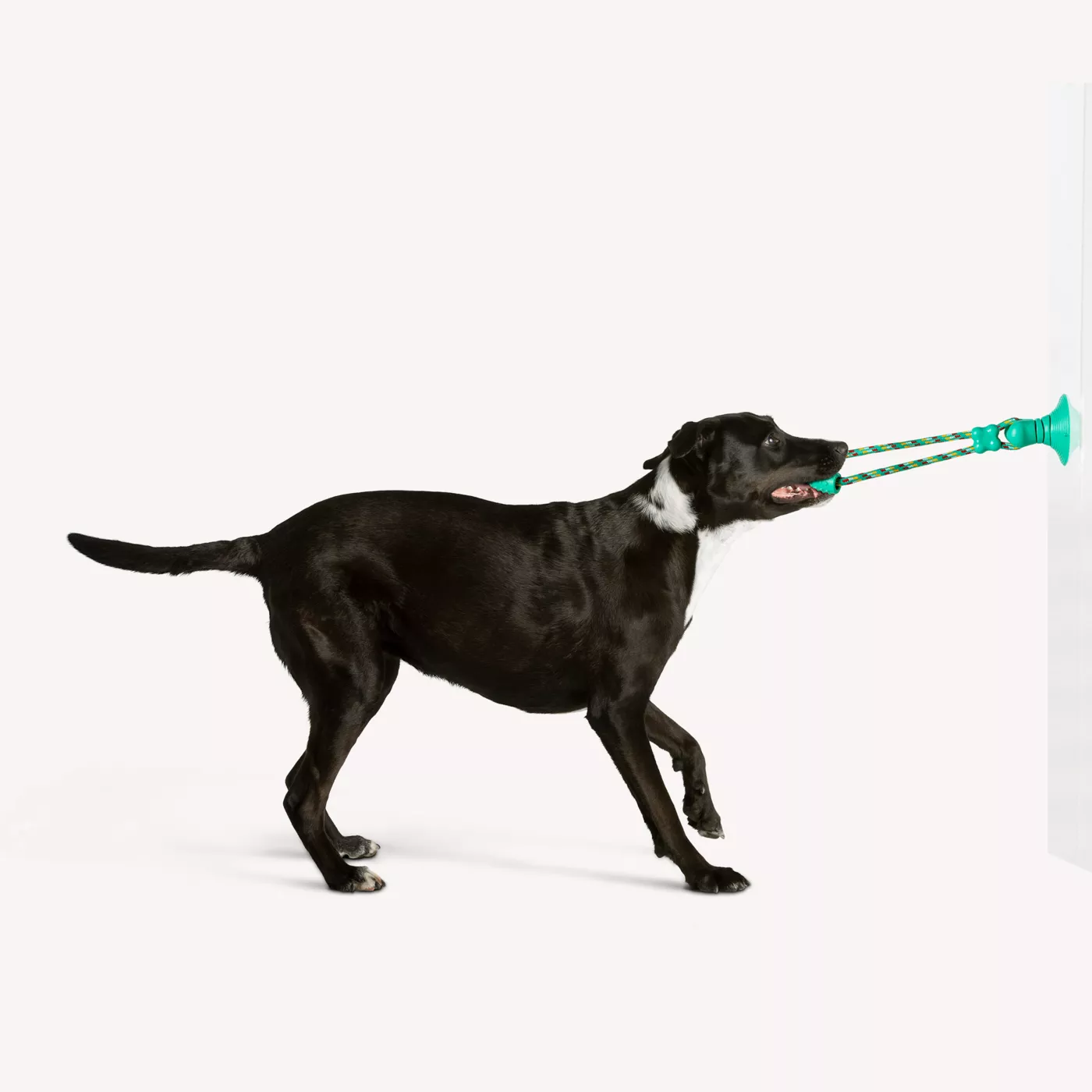 Dog tug of war toy that sticks to floor hotsell