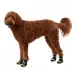 Arcadia Trail™ Year-Round All-Terrain Dog Booties image thumbnail 1