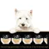 Cesar Wholesome Bowls Adult Wet Dog Food Chicken Variety Pack, 6ct image thumbnail 2