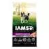 IAMS™ Advanced Health Adult Dry Dog Food - Chicken image thumbnail 1