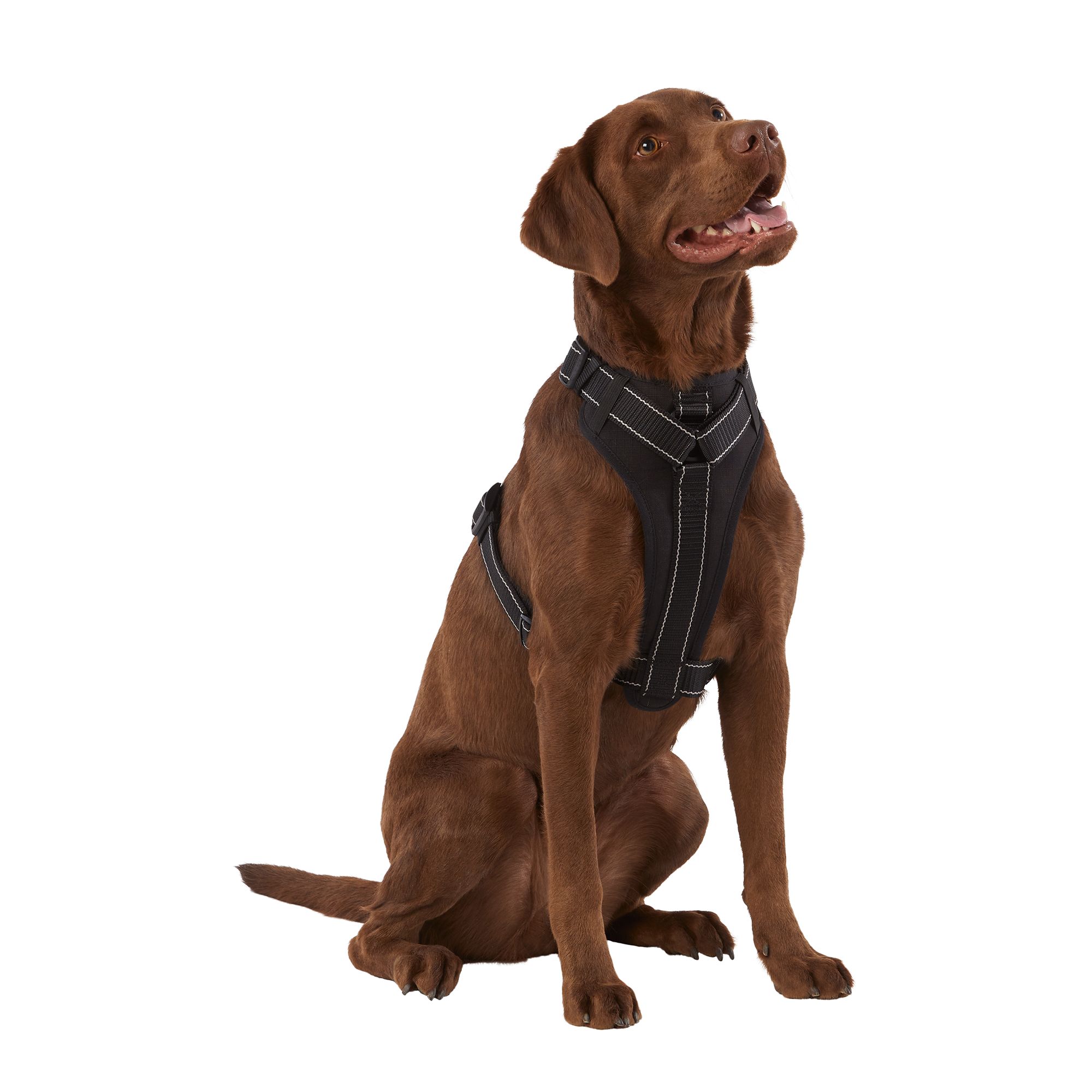 KONG MAX Neoprene Padded Dog Harness PetSmart in Tustin CA