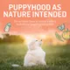 Product Beyond Chicken and Oatmeal Recipe Dry Puppy Food