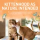 Product Purina Beyond Kitten Chicken and Oatmeal Recipe Dry Kitten Food