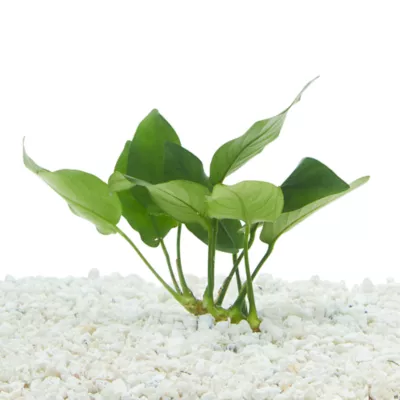 Product Top Fin® Anubias Barteri Live Plant