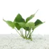 Top Fin® Anubias Barteri Live Aquatic Plant image thumbnail 1