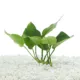 Product Top Fin® Anubias Barteri Live Plant