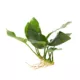 Product Top Fin® Anubias Barteri Live Plant