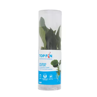 Top Fin Anubias Barteri Live Plant