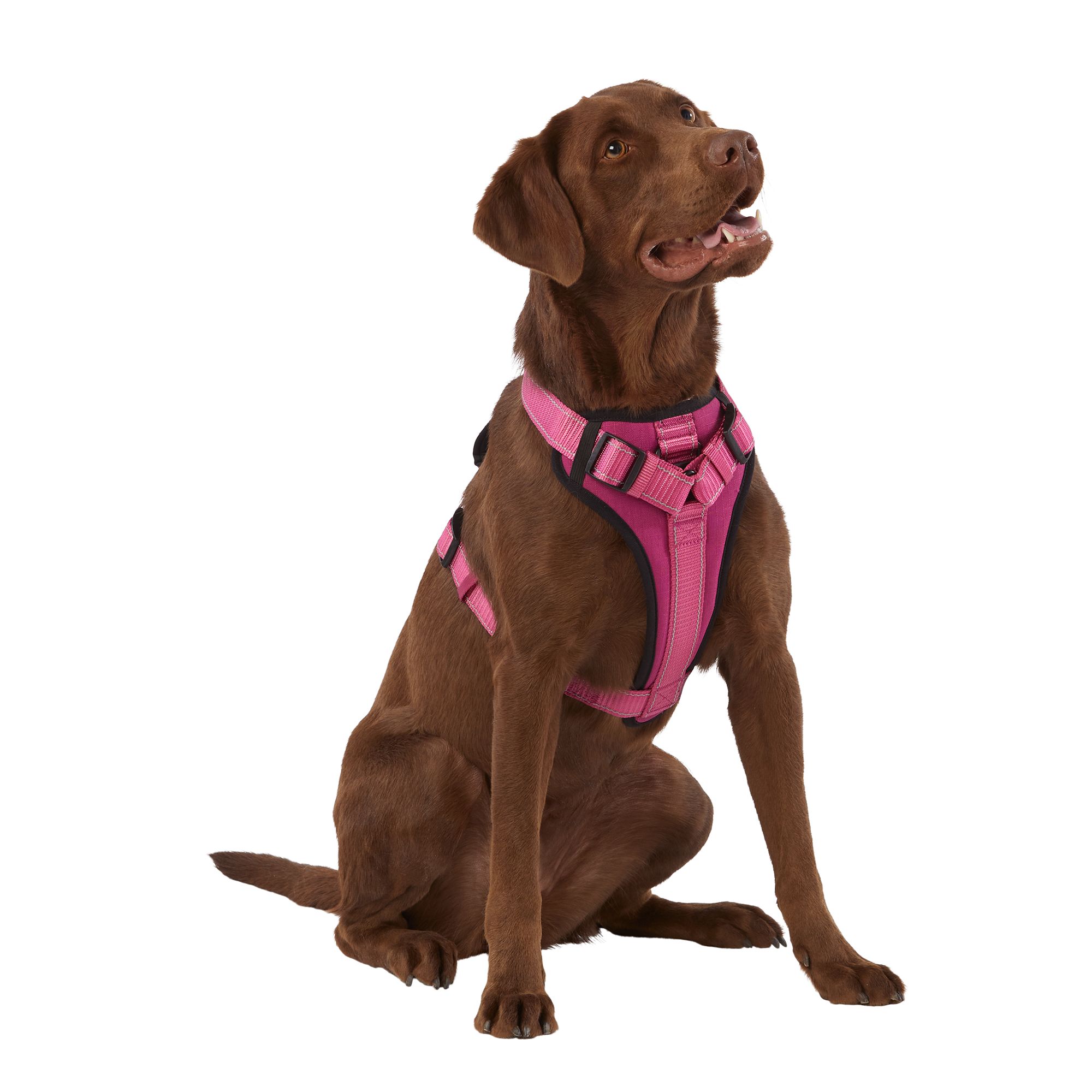 How to put on a padded dog harness best sale