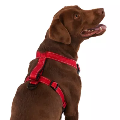 Product KONG® MAX Neoprene Padded Dog Harness