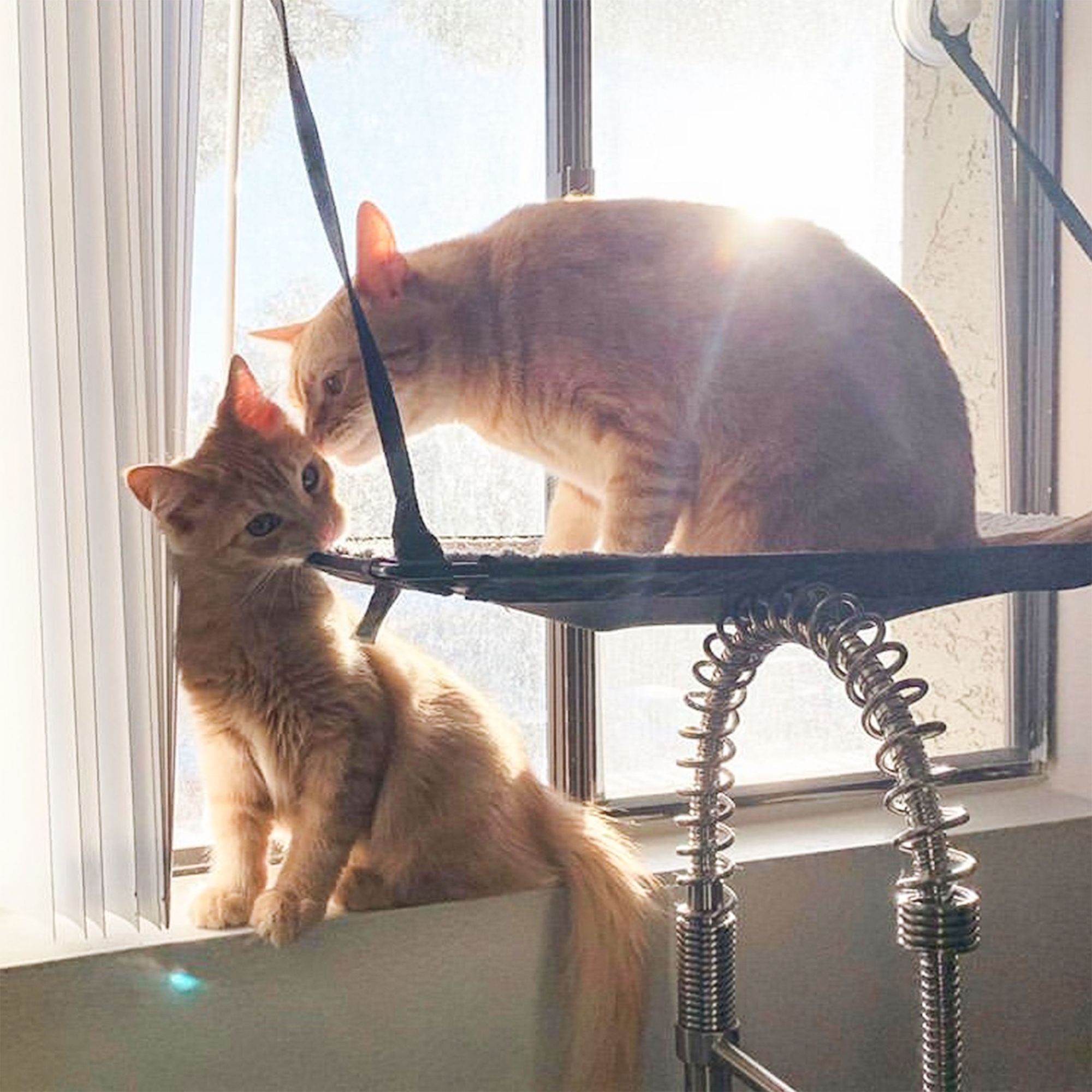 K&H Pet Products EZ Mount Double Stack Window Perch for Large Cats W/ Hammock Bed & Suction Cups - thumbnail 2