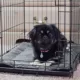 Product K&H Pet Products Self-Warming Pet Pad 21"