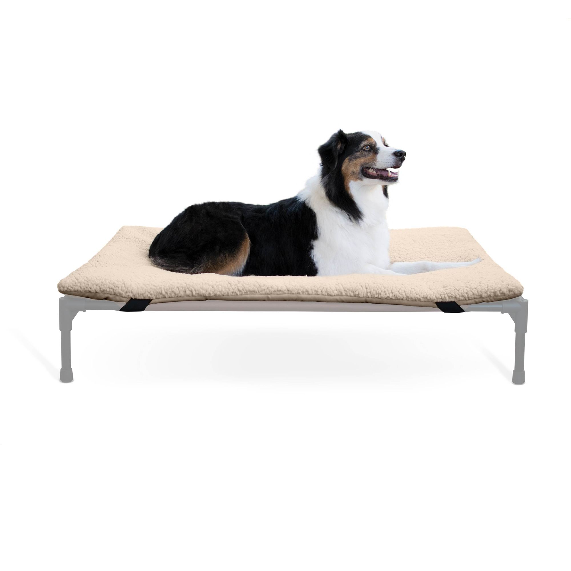 Elevated dog bed petsmart sale