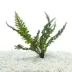 Top Fin® Borneo Fern Live Aquatic Plant image thumbnail 1