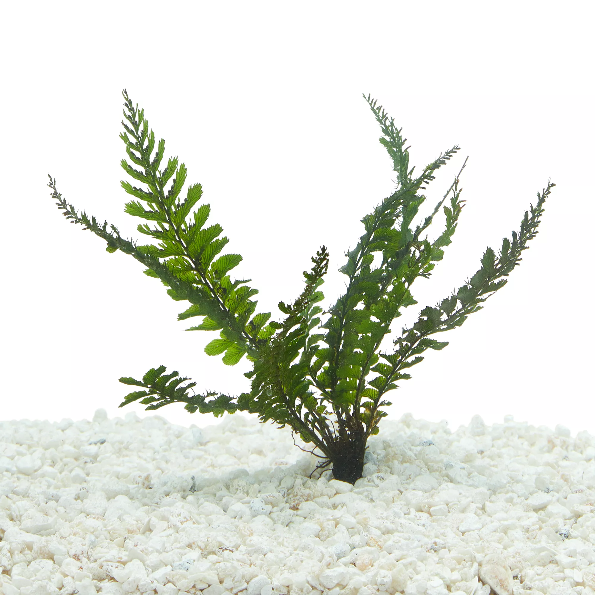 Top Fin® Borneo Live Fern