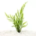 Top Fin® African Water Fern Live Plant image thumbnail 1