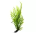 Top Fin® African Water Fern Live Plant image thumbnail 2