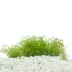Top Fin® Tissue Culture Rotala Vietnam H'ra Live Aquatic Plant image thumbnail 1