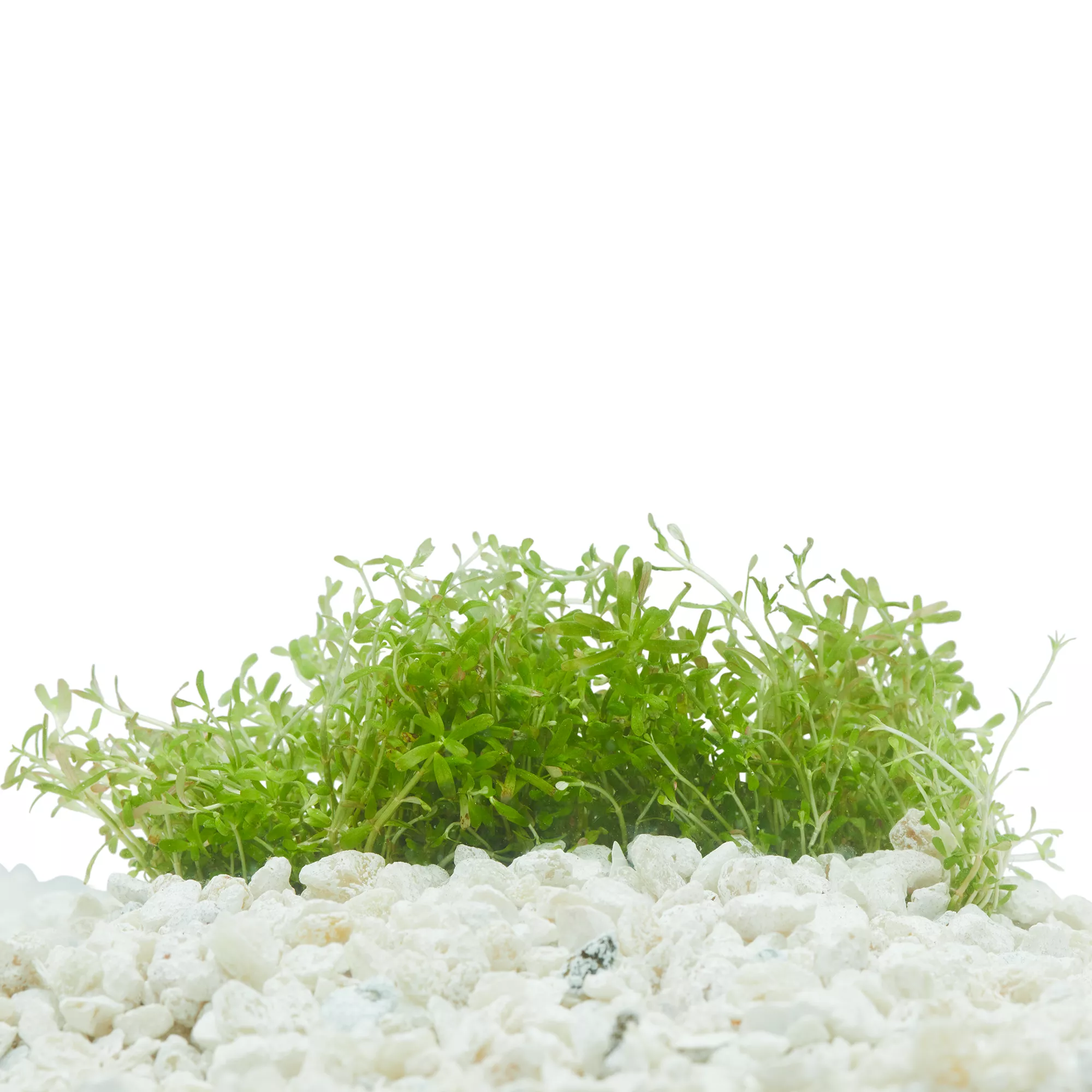 Top Fin® Tissue Culture Rotala Vietnam H'ra Live Plant