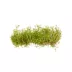 Top Fin® Tissue Culture Rotala Vietnam H'ra Live Aquatic Plant image thumbnail 2