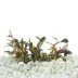 Top Fin® Tissue Culture Bucephalandra Brownie Live Aquatic Plant image thumbnail 1