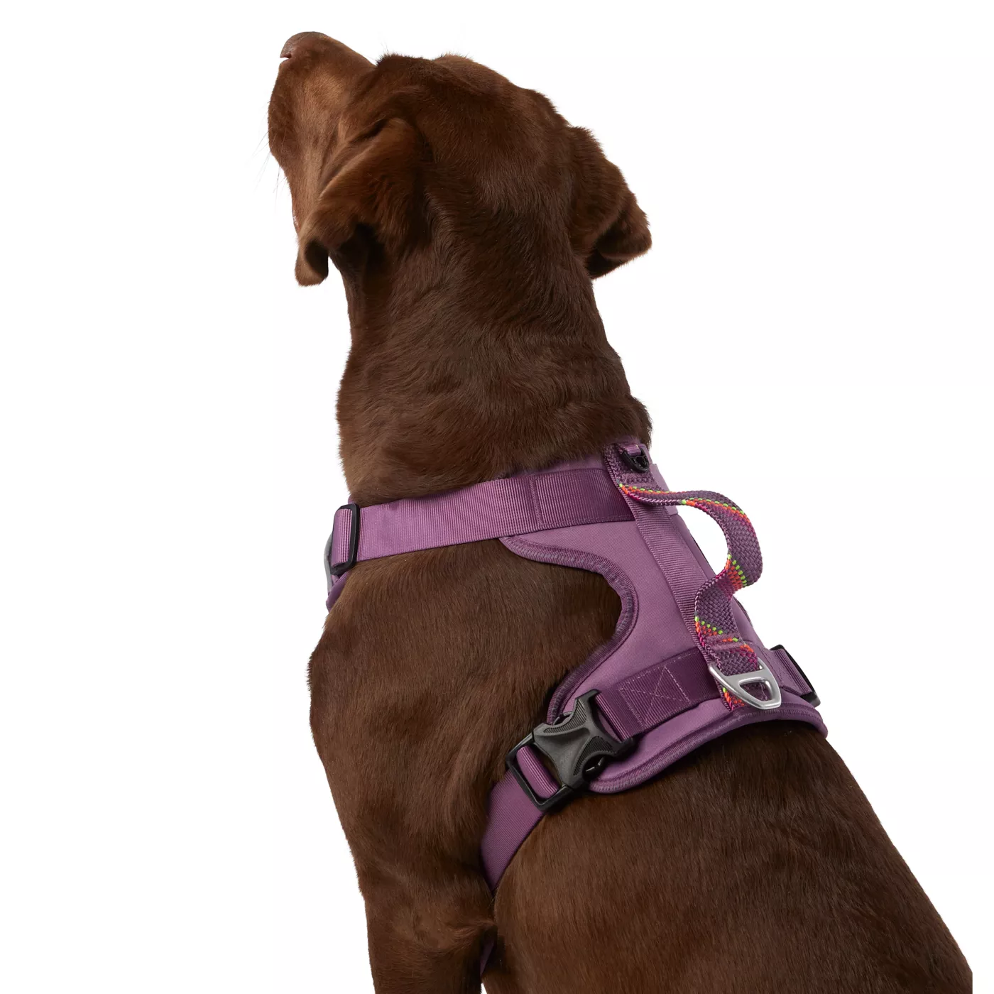 Dog harness with built in leash best sale