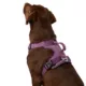 Product Arcadia Trail™ Neoprene Dog Harness - Reflective, Water-Resistant