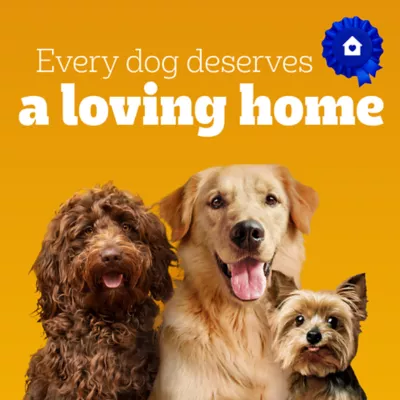 Product Pedigree Vitality+ Dry Food For Adult Dogs - Hearty Beef & Vegetable Flavour With Calcium