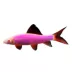 GloFish® Rainbow Shark image thumbnail 1