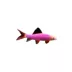 GloFish® Rainbow Shark image thumbnail 3