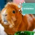 Oxbow Essentials Senior Guinea Pig - 4 lb image thumbnail 4