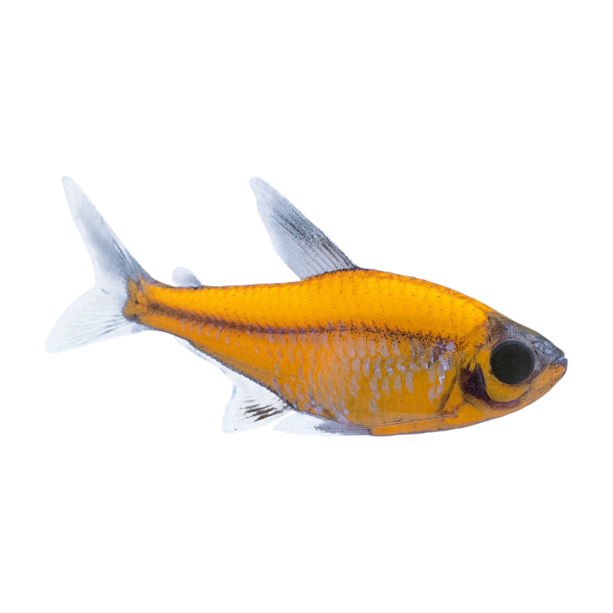 Pet Fish - Live Shrimp, Barb, Goldfish, Minnows, Betta & Cichlids