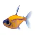 GloFish® Orange Pristella Tetra Fish image thumbnail 2