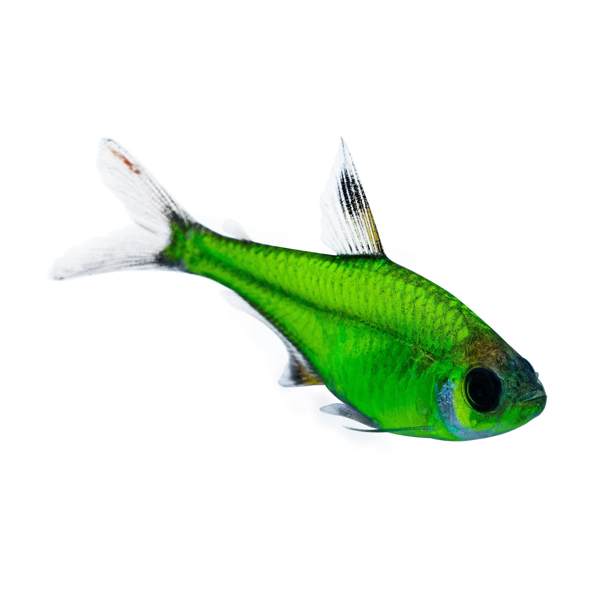 Glow in the dark fish clearance petsmart