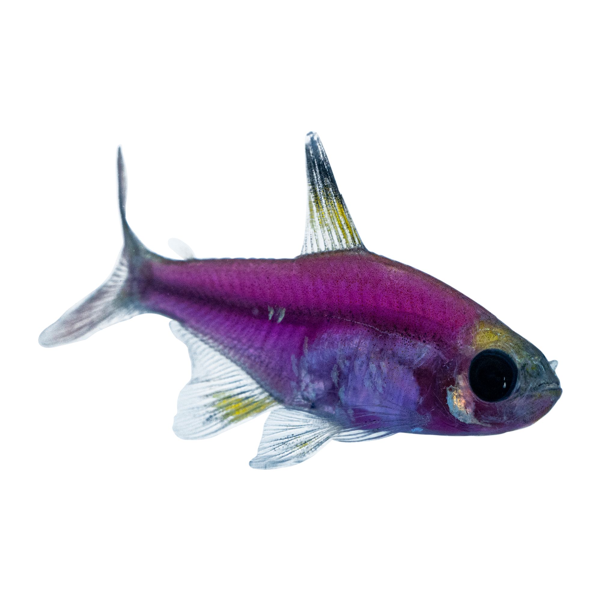 GloFish Purple Pristella Tetra Fish