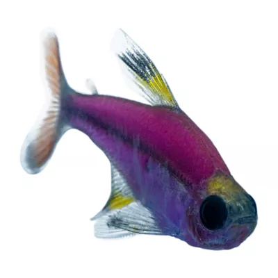 GloFish Purple Pristella Tetra Fish